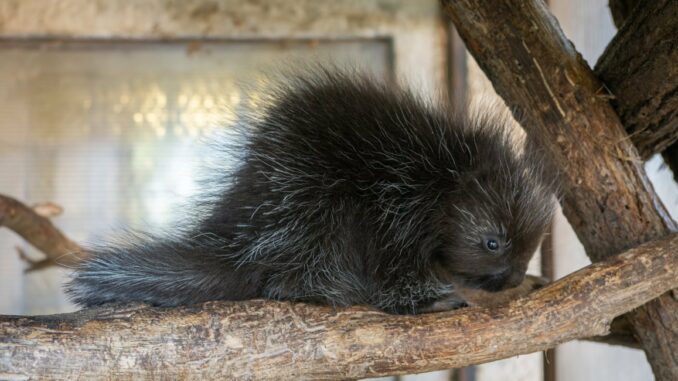 Urzon kanadský v olomoucké zoo